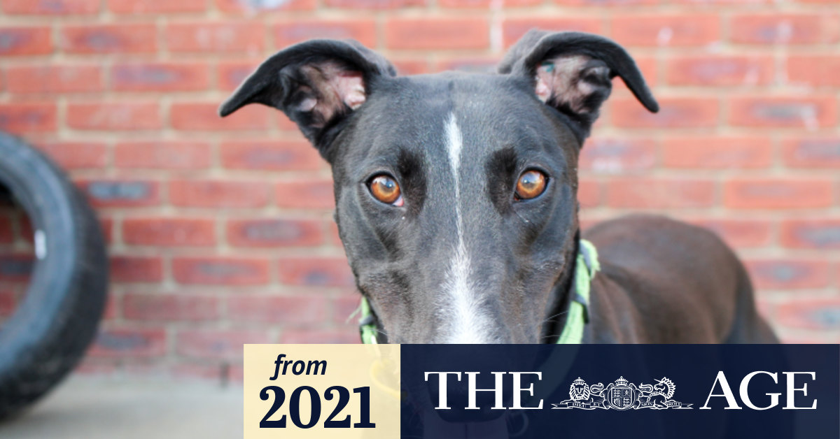 Backmans greyhound supplies 2025